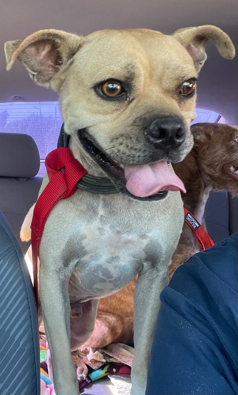 Chapo, an adoptable Pug, Terrier in Santa Rosa, CA, 95401 | Photo Image 5