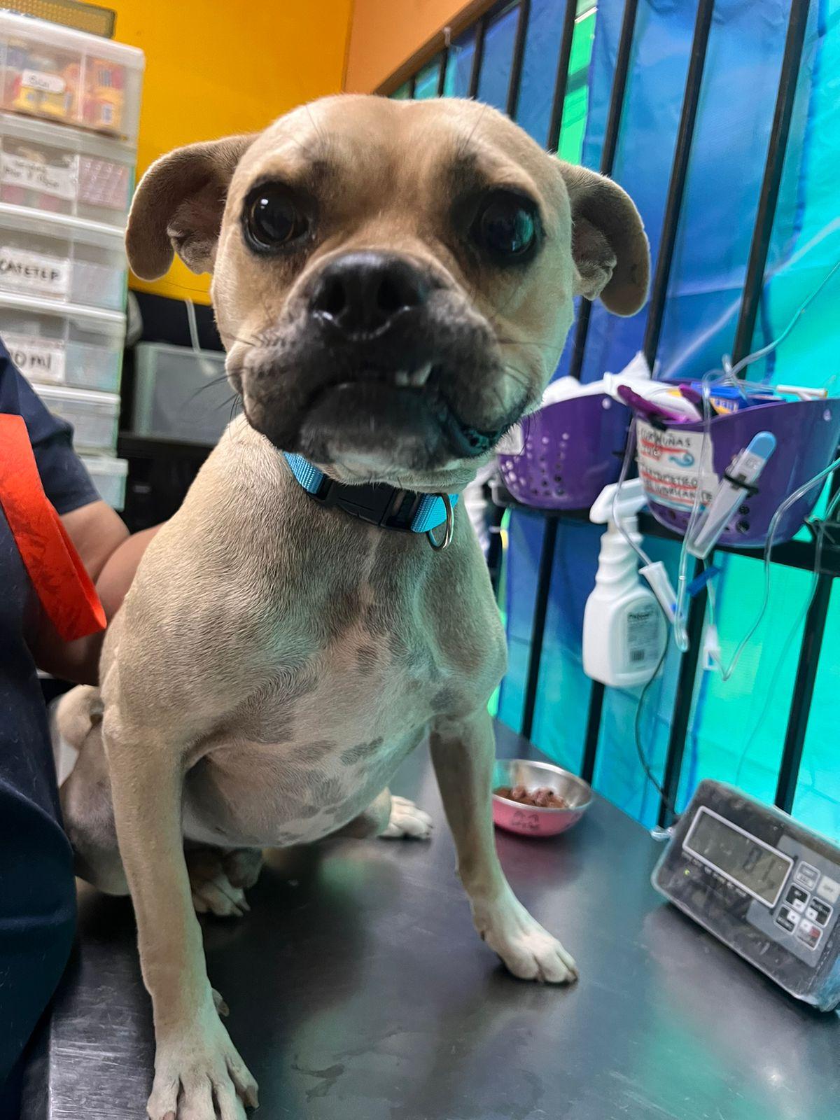 Chapo, an adoptable Pug, Terrier in Santa Rosa, CA, 95401 | Photo Image 4