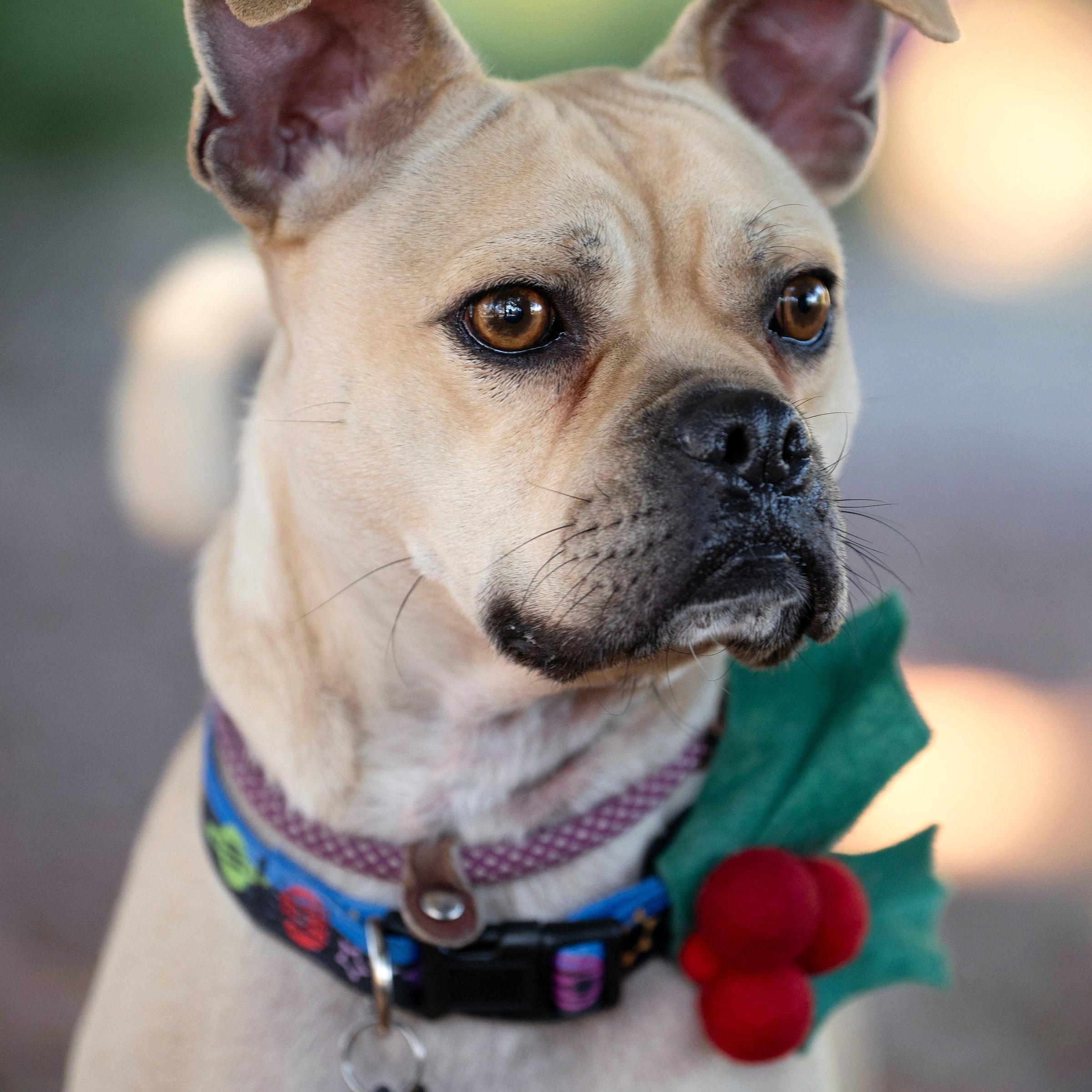 Chapo, an adoptable Pug, Terrier in Santa Rosa, CA, 95401 | Photo Image 2