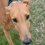 Enlarge AMBER ALERT, a Adoptable Greyhound in grandville, MI image 1/1