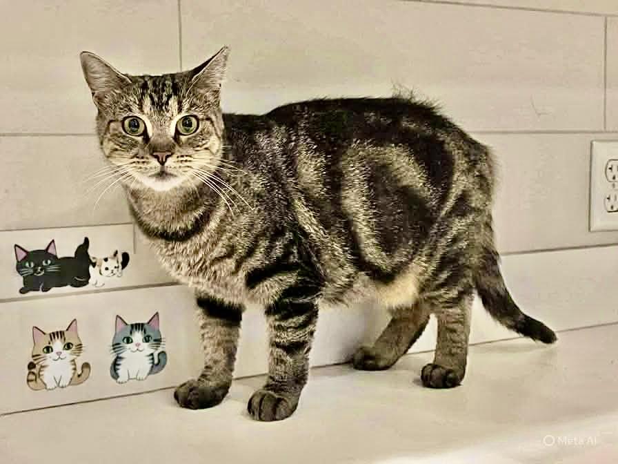 Miso