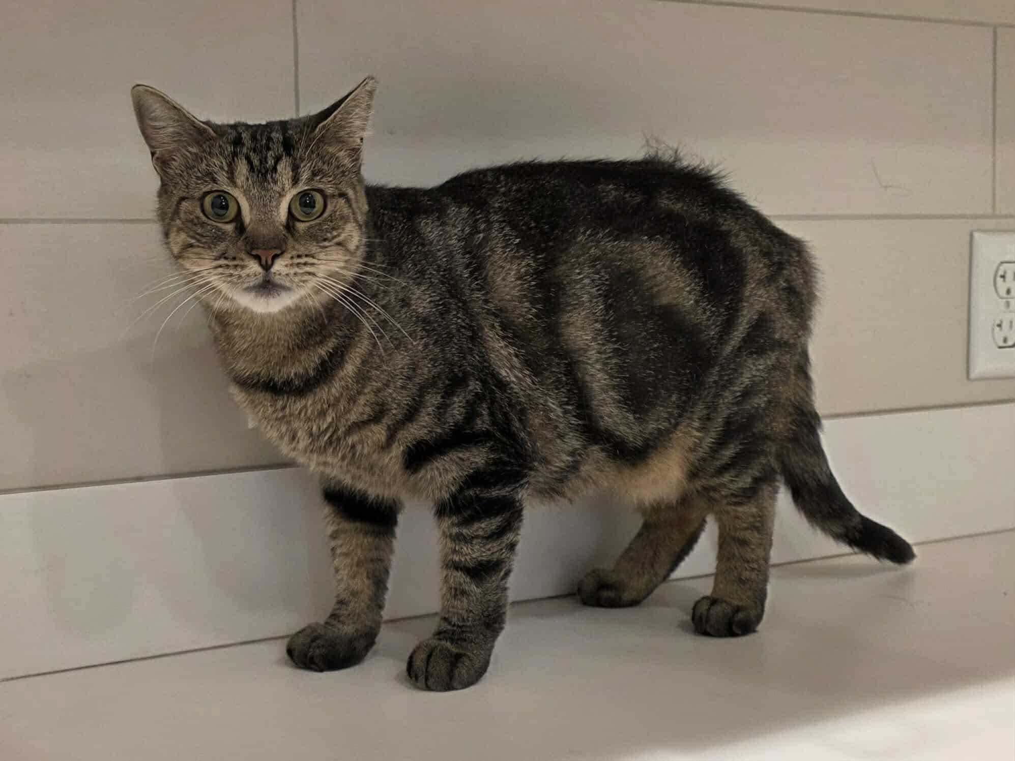 Miso