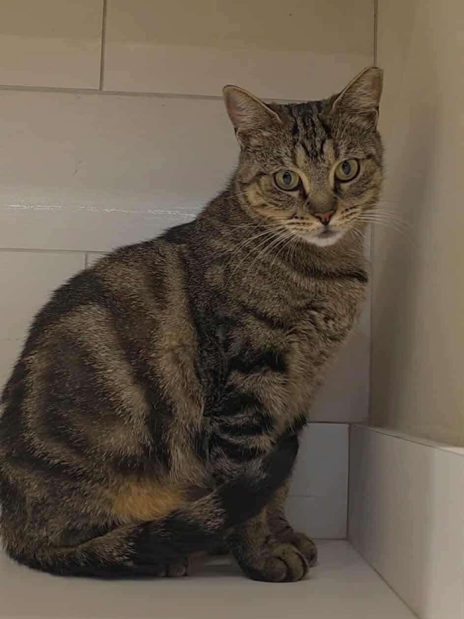 Miso