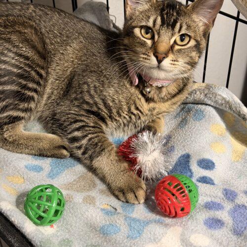 Kricket, Adoptable, Young Female Domestic Short Hair.