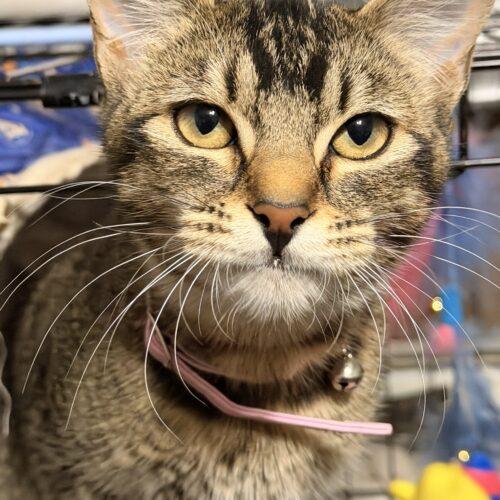 Enlarge Kricket, a Adoptable Domestic Short Hair in Edmond, OK image 2/5