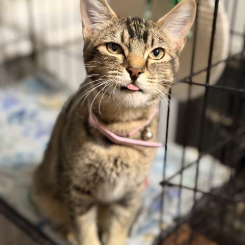 Enlarge Kricket, a Adoptable Domestic Short Hair in Edmond, OK image 3/5
