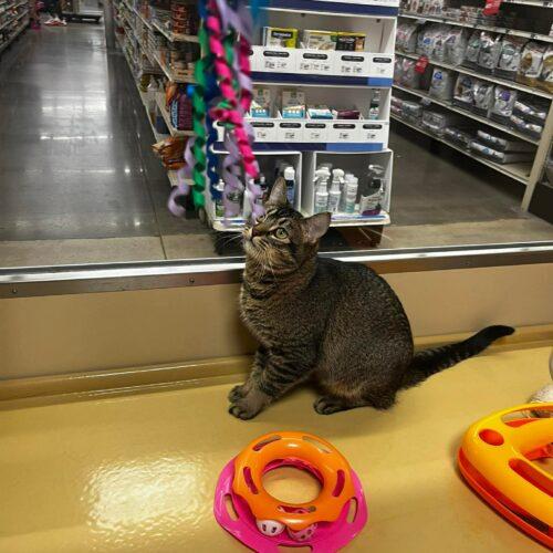 Kricket, Adoptable, Kitten Female Domestic Short Hair.