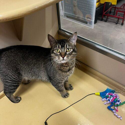 Enlarge Kricket, a Adoptable Domestic Short Hair in Edmond, OK image 2/5