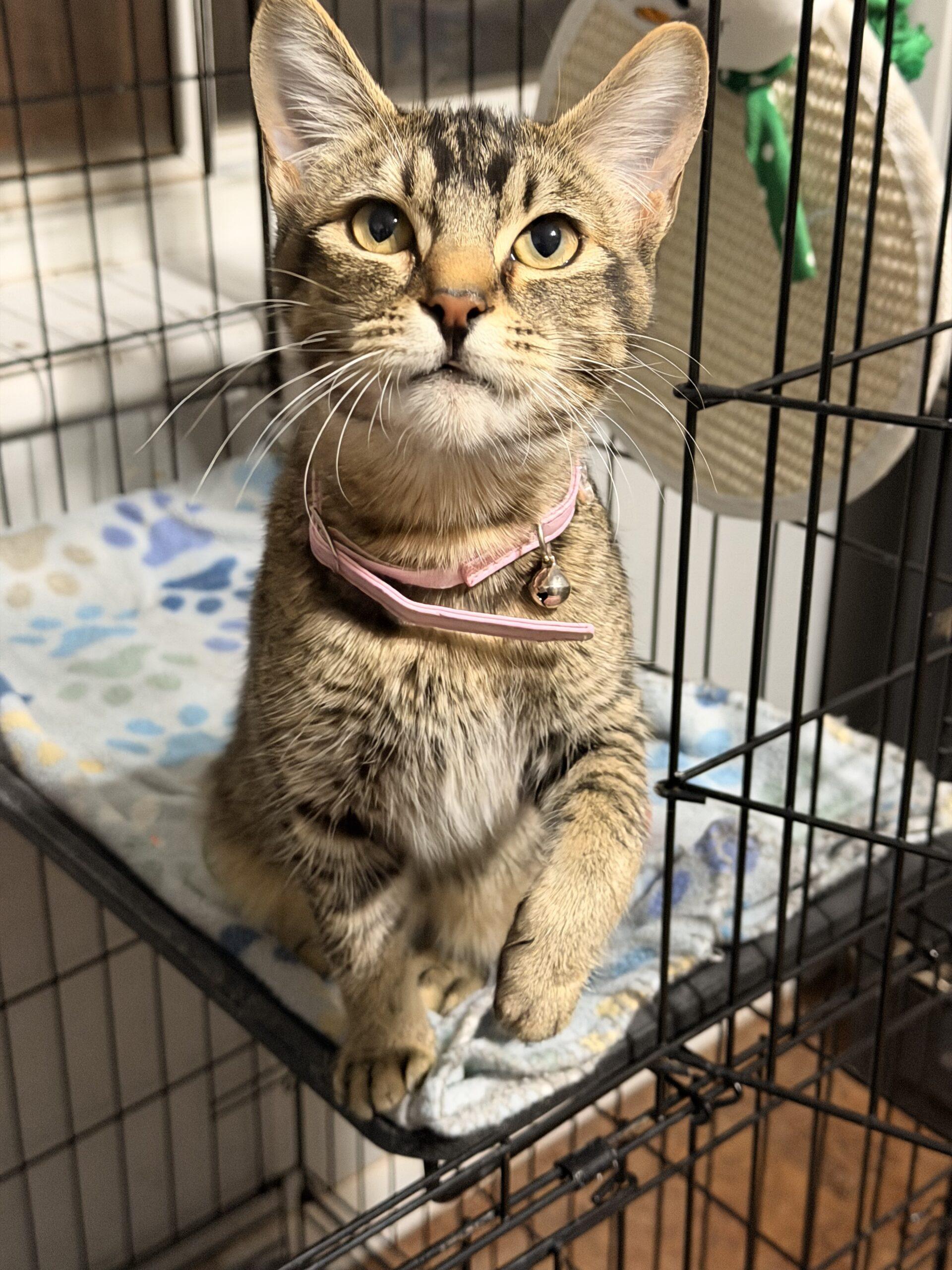 Enlarge Kricket, a Adoptable Domestic Short Hair in Edmond, OK image 4/5