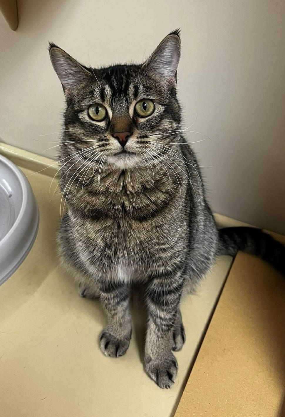 Enlarge Kricket, a Adoptable Domestic Short Hair in Edmond, OK image 3/5