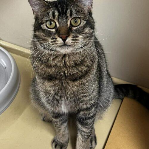 Kricket, a Adoptable Domestic Short Hair in Edmond, OK image 4/6