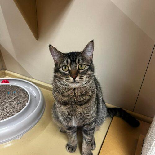 Enlarge Kricket, a Adoptable Domestic Short Hair in Edmond, OK image 4/5