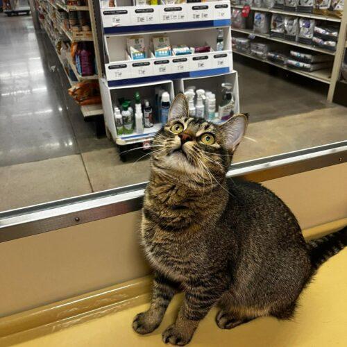 Enlarge Kricket, a Adoptable Domestic Short Hair in Edmond, OK image 5/5