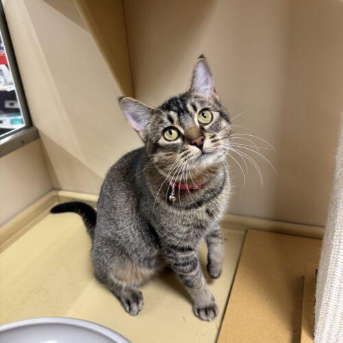 Enlarge Kricket, a Adoptable Domestic Short Hair in Edmond, OK image 5/5