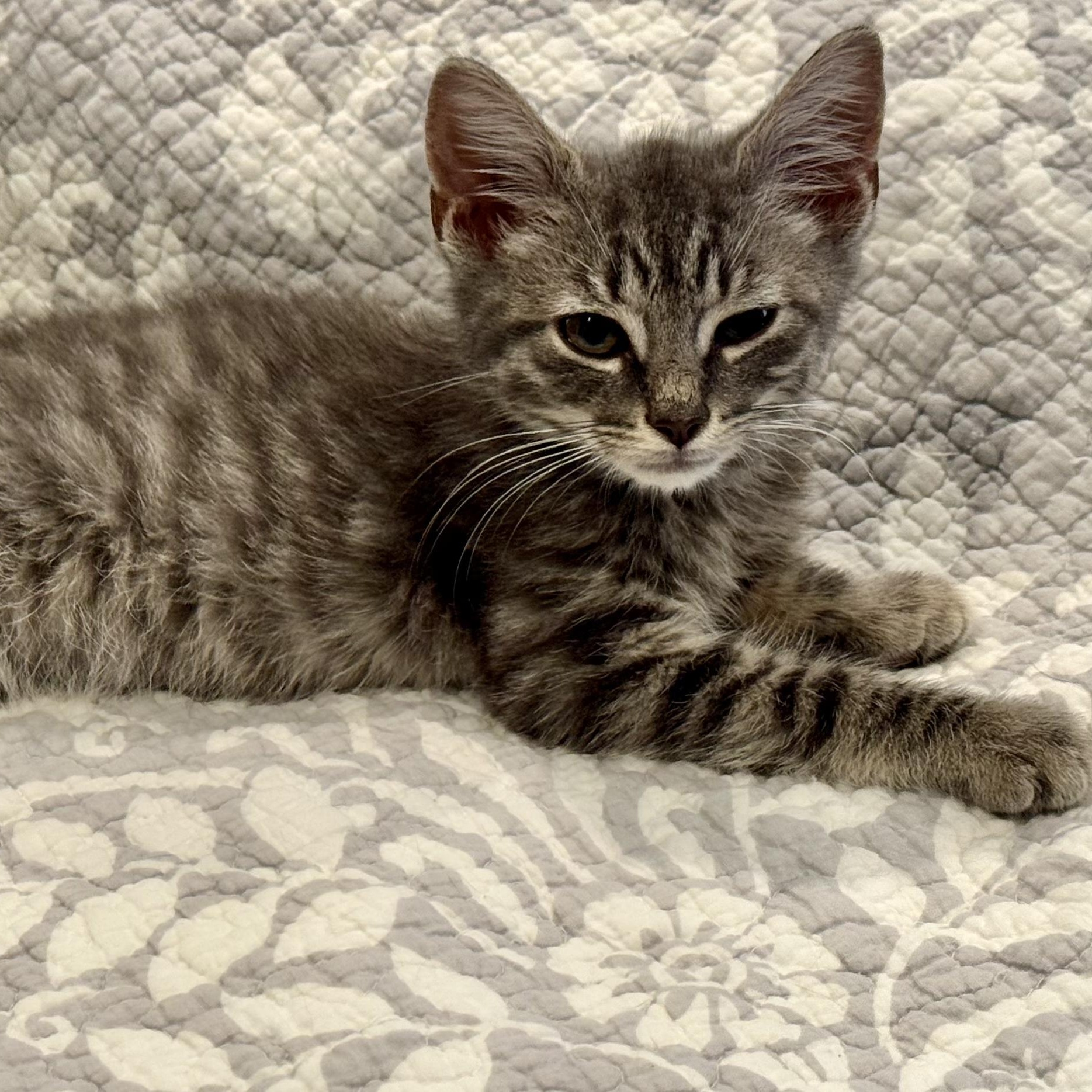 Kyle, a ADOPTABLE Domestic Short Hair in Mauldin, SC image 1/4