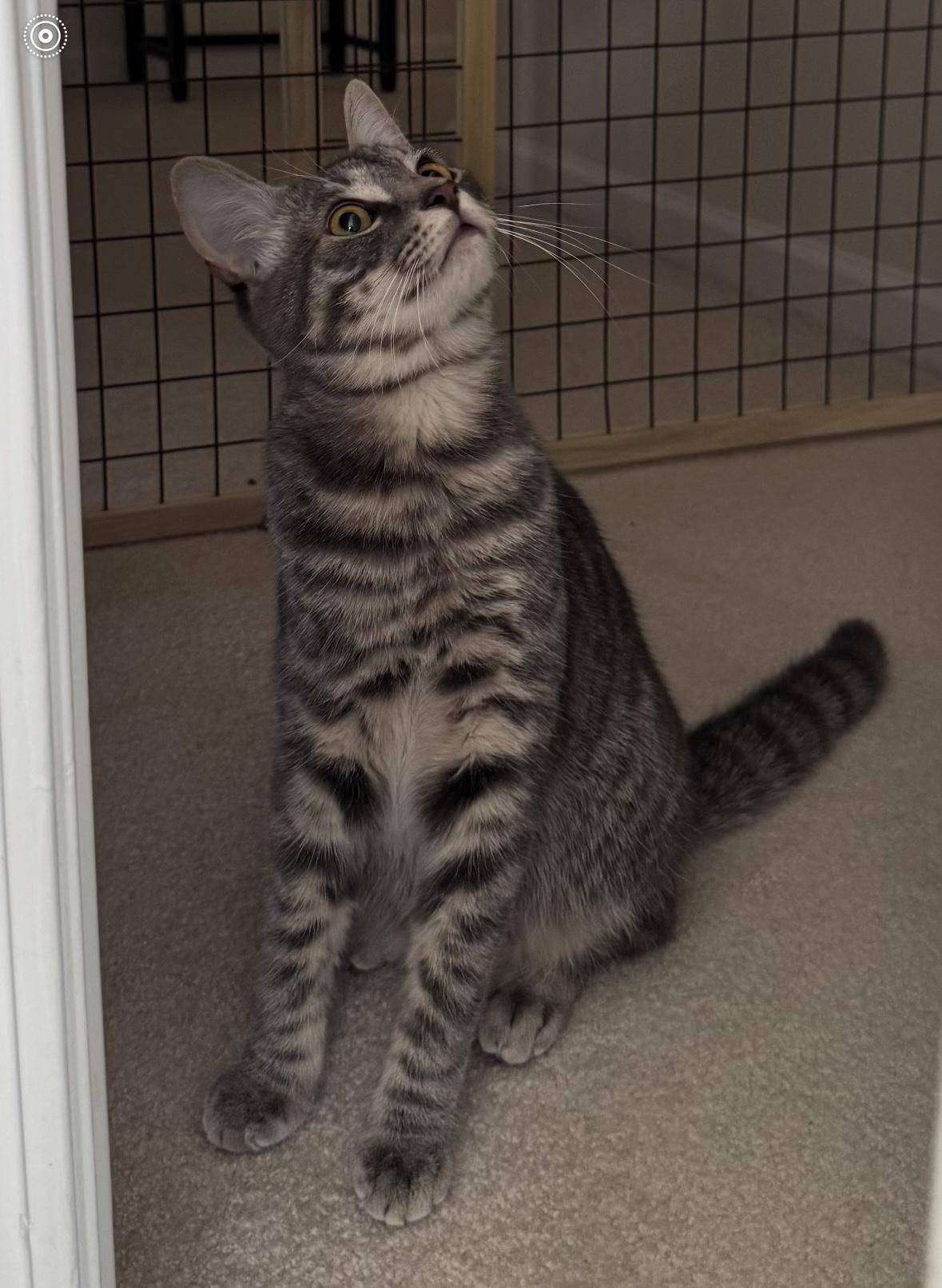 Kyle, Adoptable, Kitten Male Domestic Short Hair.