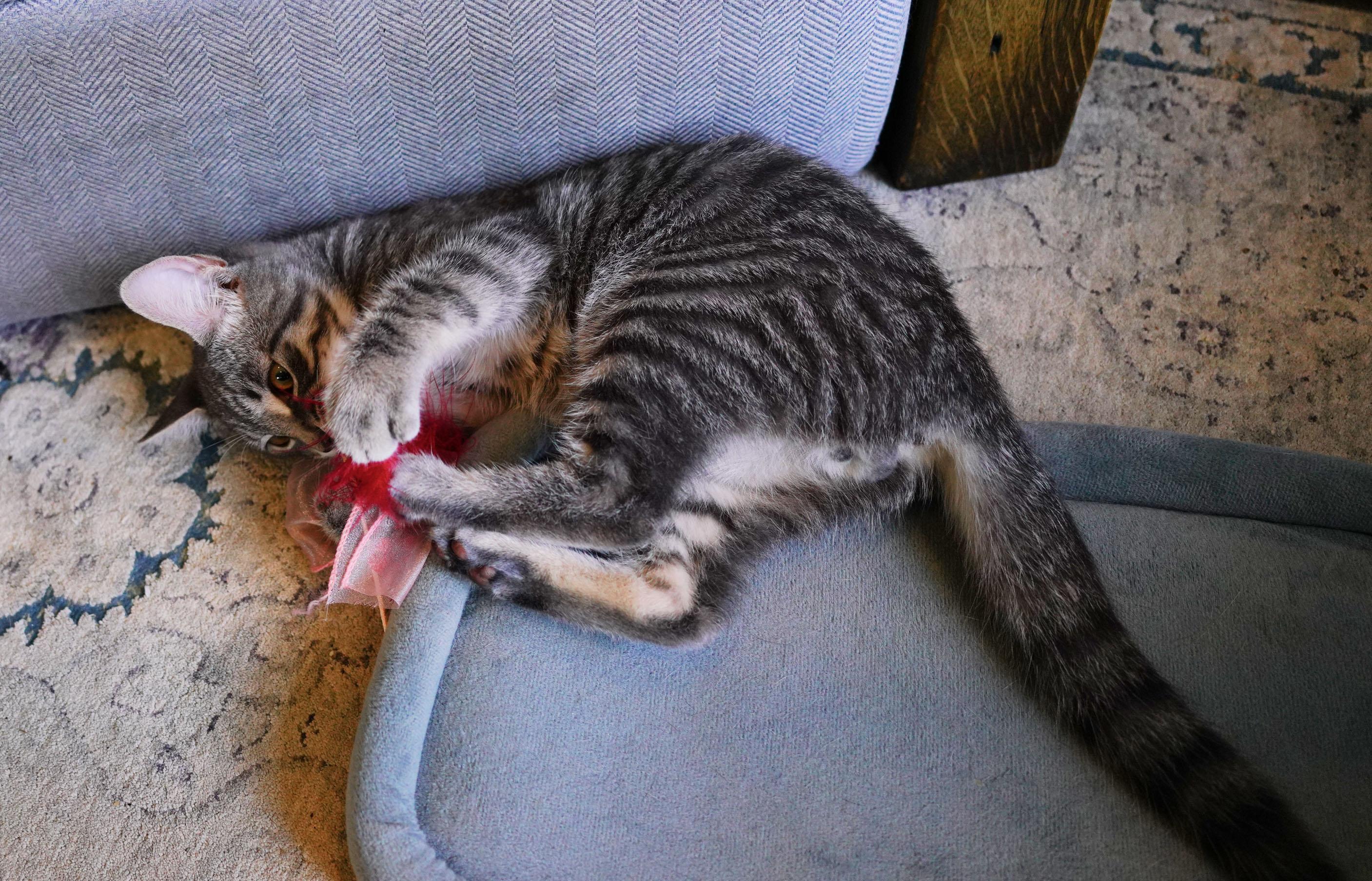 Kyle, a ADOPTABLE Domestic Short Hair in Mauldin, SC image 2/6