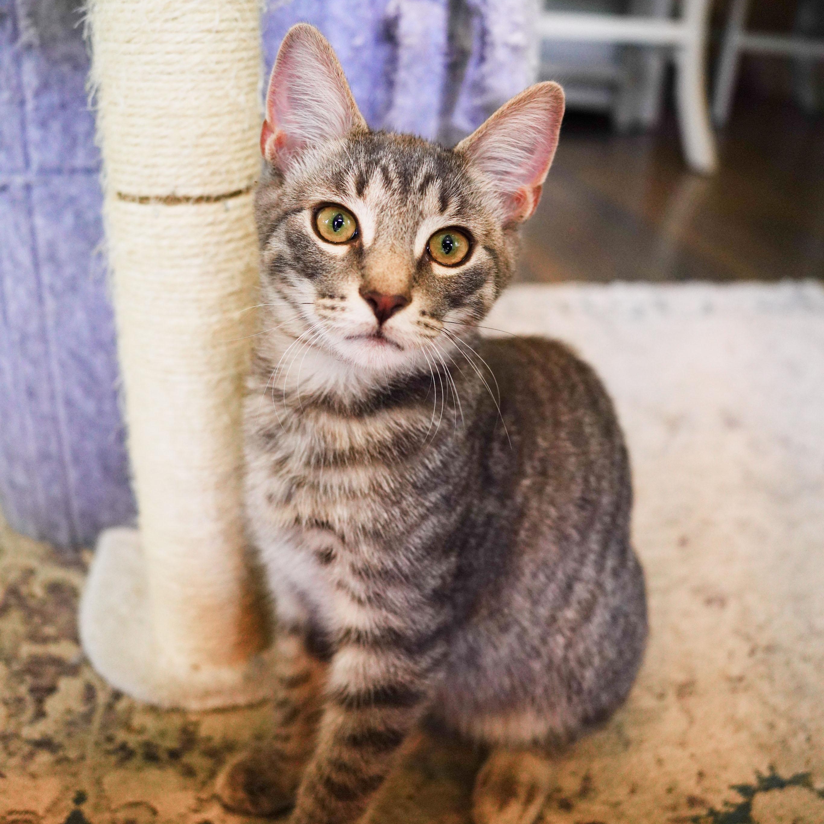 Kyle, ADOPTABLE, Kitten Male Domestic Short Hair.