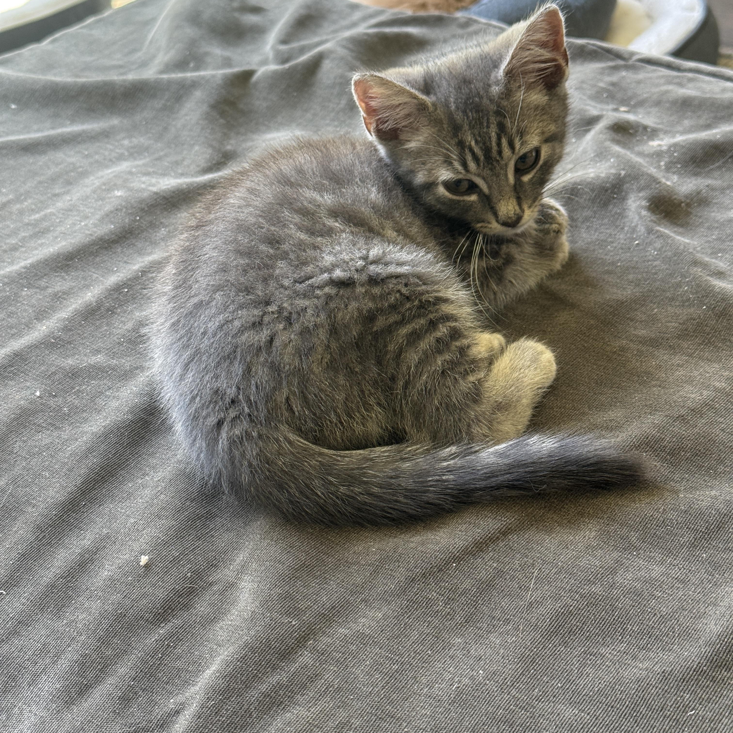 Kyle, a ADOPTABLE Domestic Short Hair in Mauldin, SC image 2/4