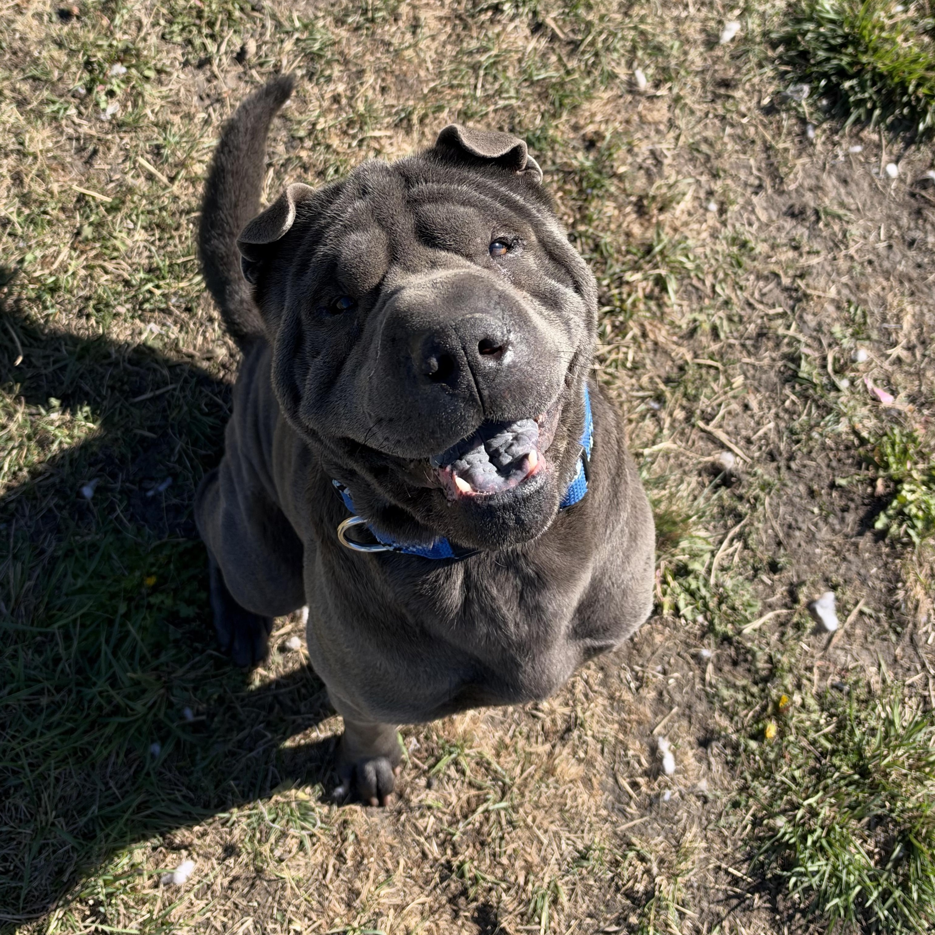 Enlarge Steve, a Adoptable Shar-Pei in La Grande, OR image 1/3