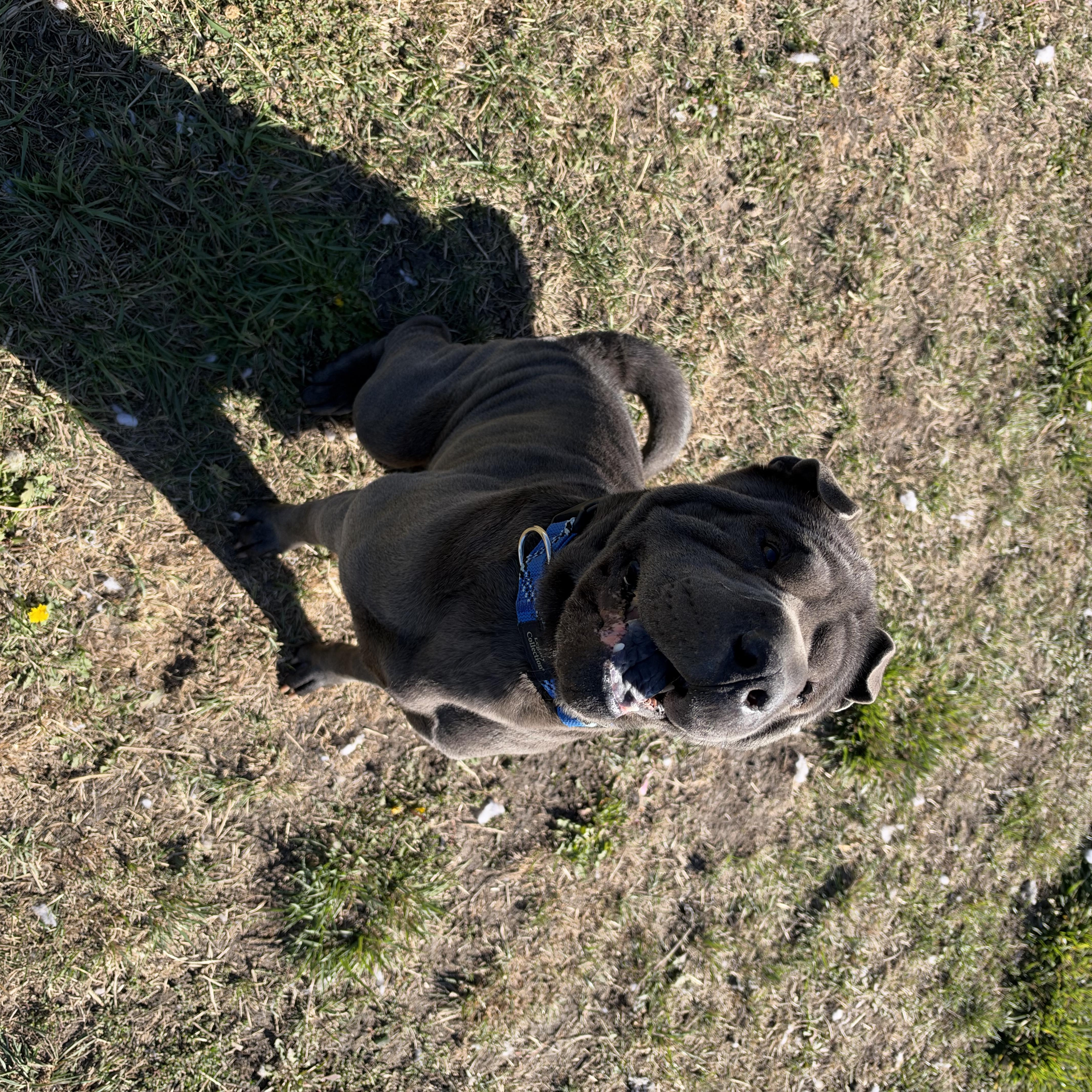 Enlarge Steve, a Adoptable Shar-Pei in La Grande, OR image 3/3