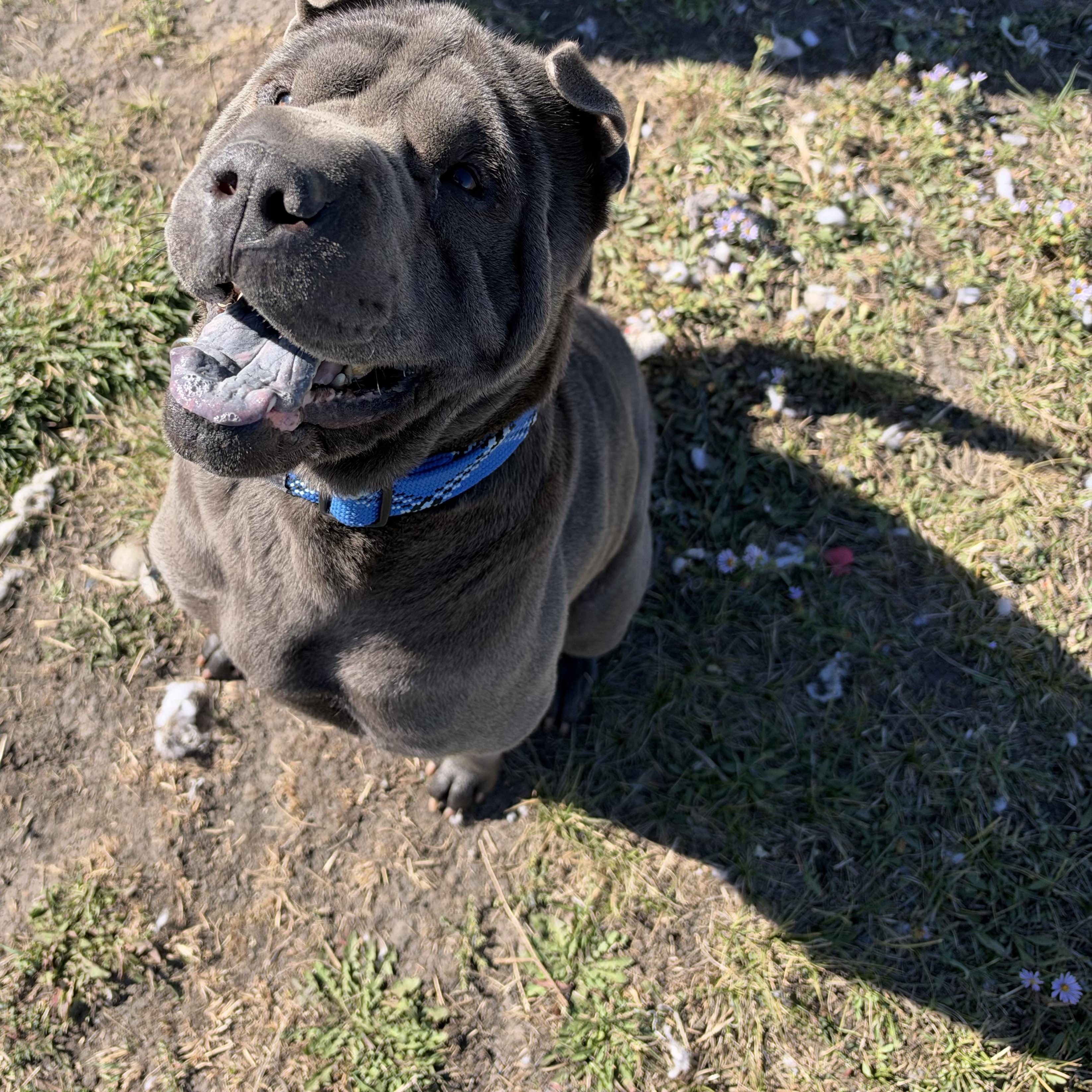 Enlarge Steve, a Adoptable Shar-Pei in La Grande, OR image 2/3