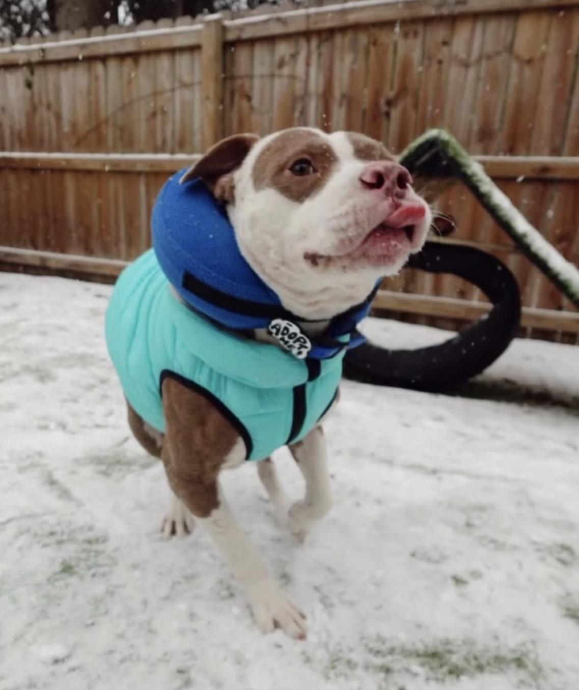 Kelvin, ADOPTABLE, Adult Male American Bulldog.