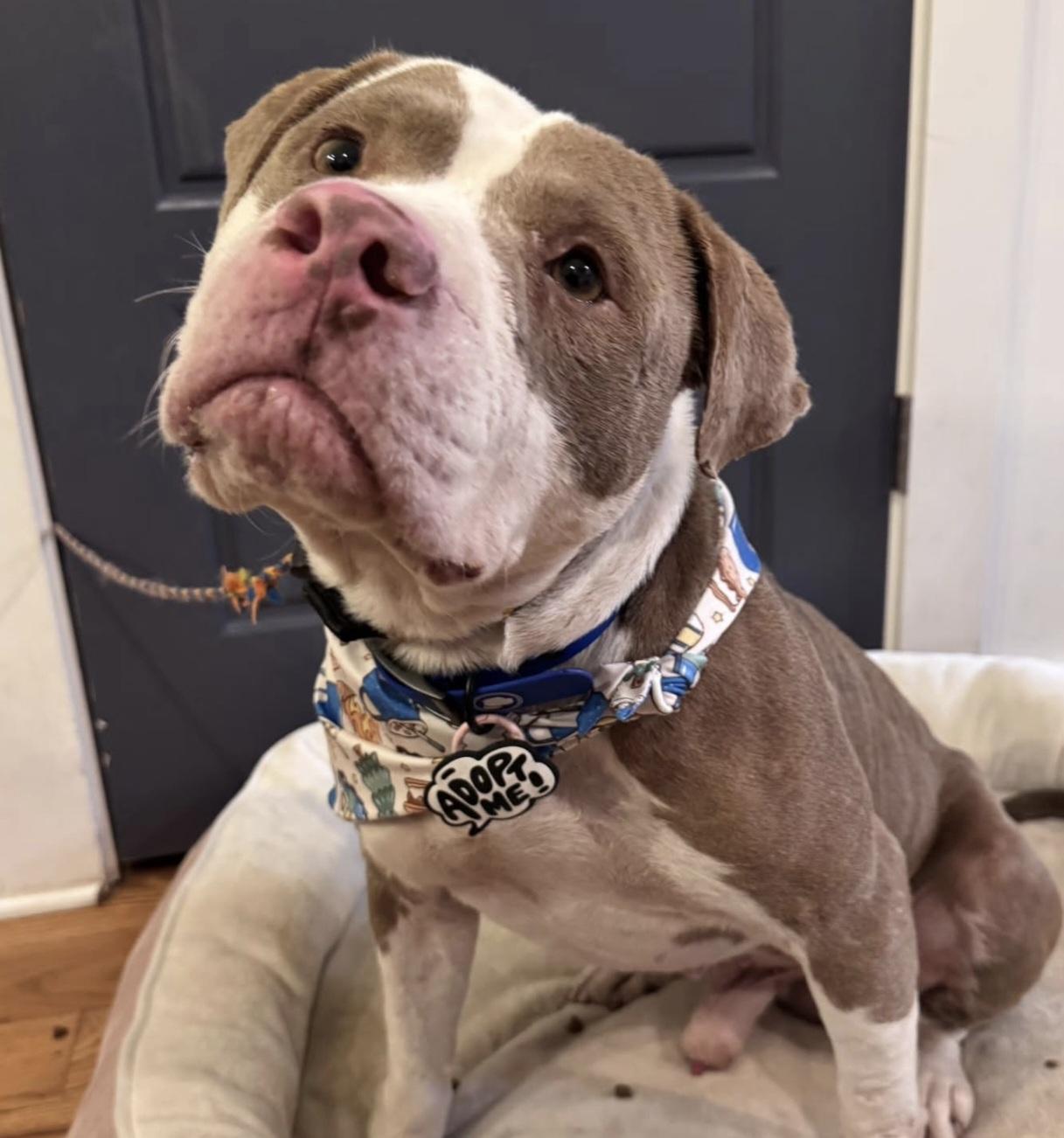 Enlarge Kelvin, a ADOPTABLE mixed breed in Nashville, TN image 3/3