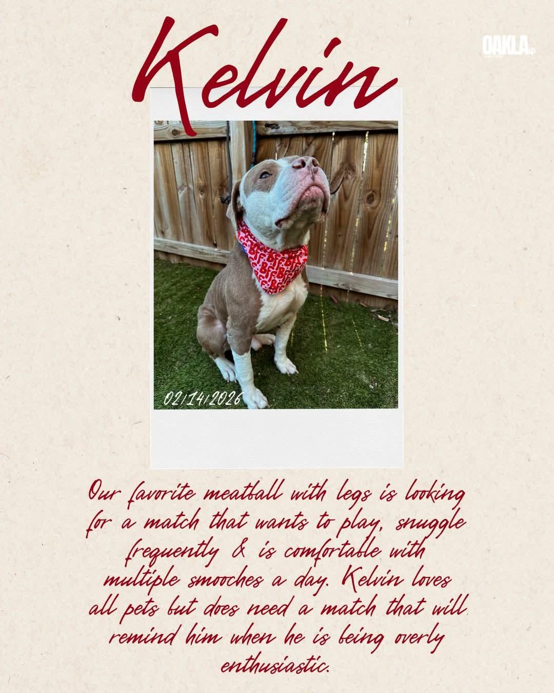 Enlarge Kelvin, a ADOPTABLE mixed breed in Nashville, TN image 2/3