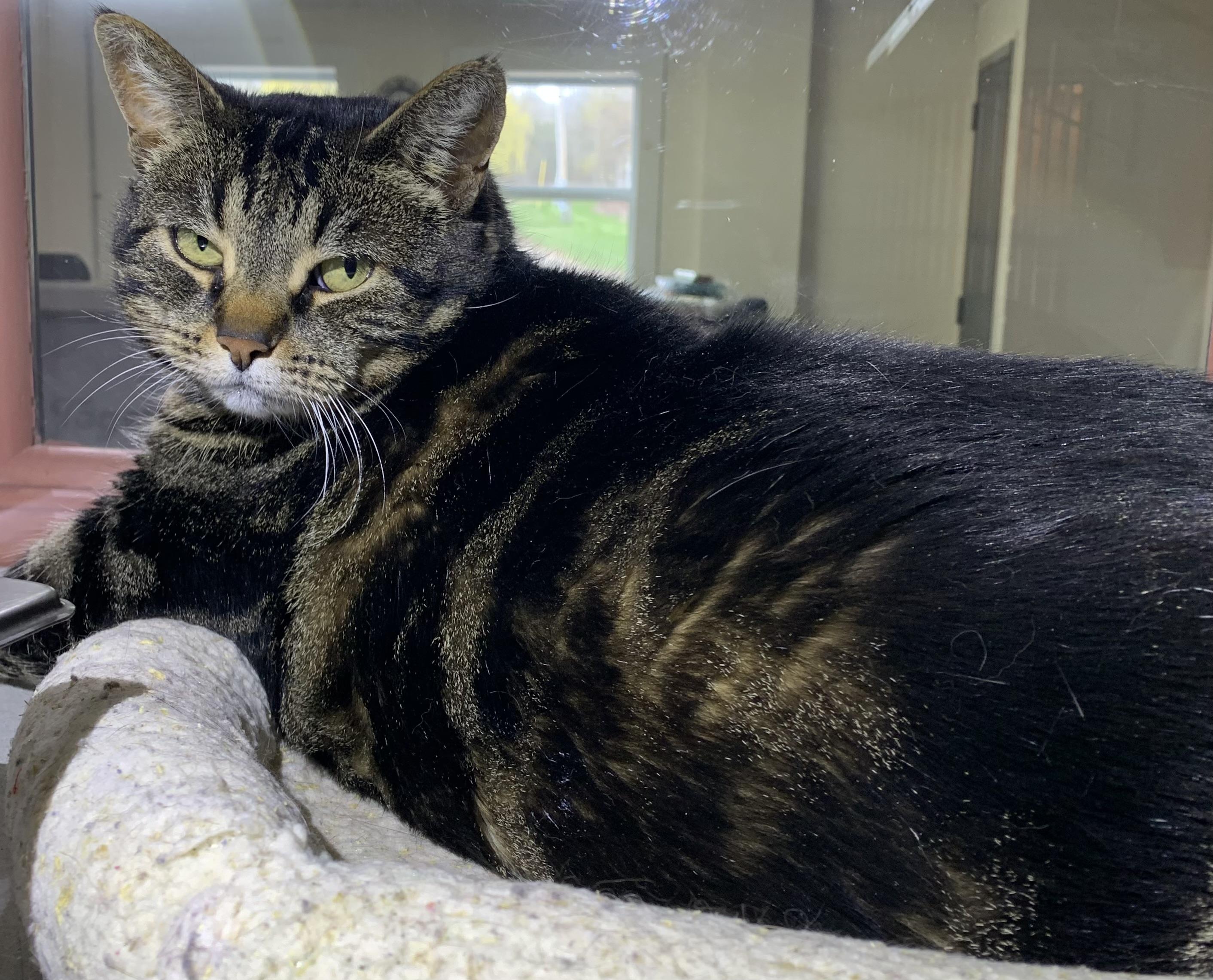 Tabitha, ADOPTABLE, Adult Female Domestic Short Hair.