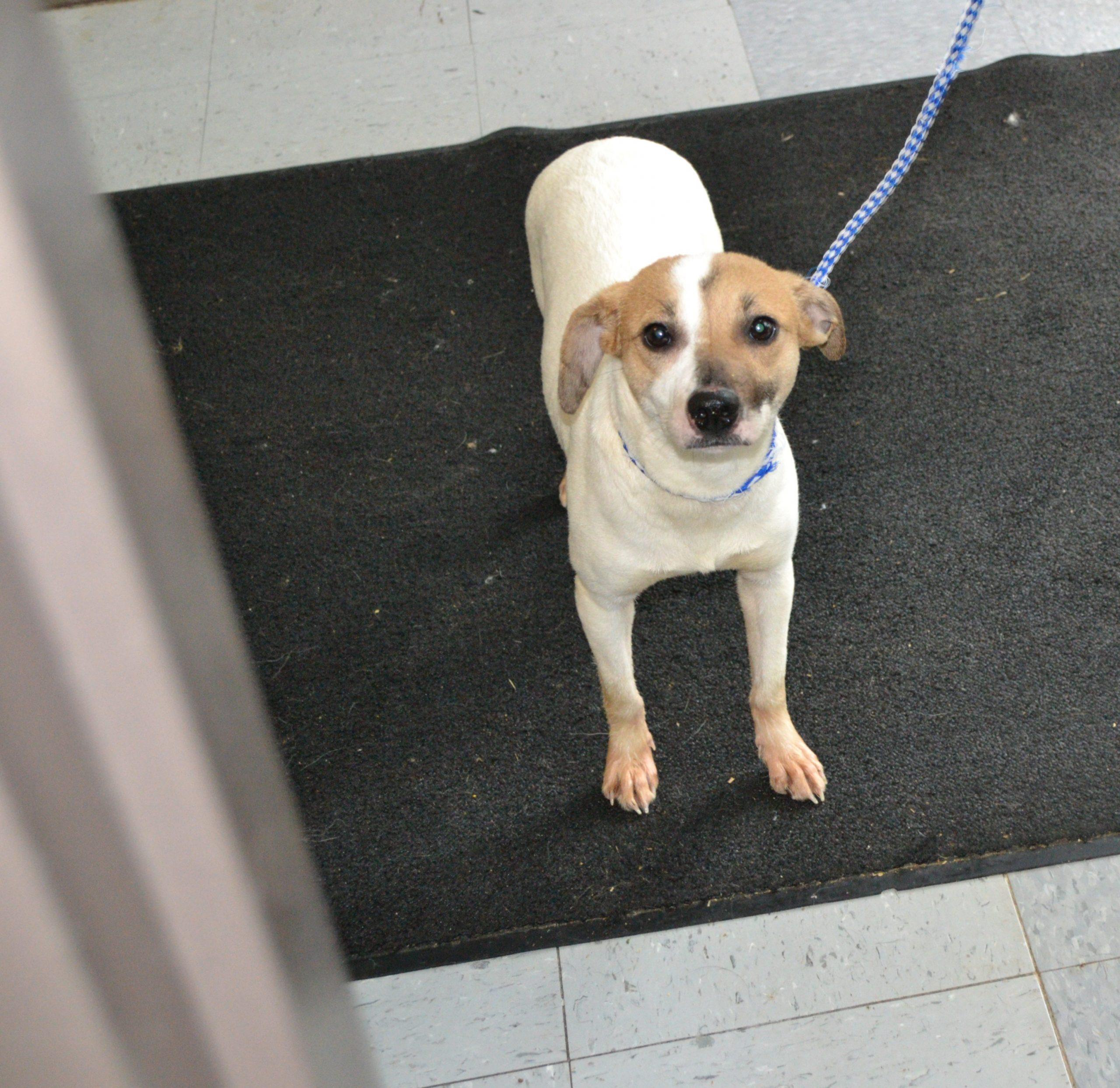 Enlarge Simone, a Adoptable Rat Terrier in Jackson, LA image 1/1