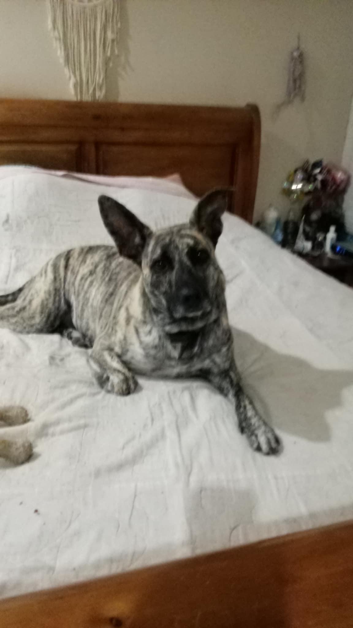 Enlarge Zetta, a Adopted Dutch Shepherd in Saucier, MS image 1/2