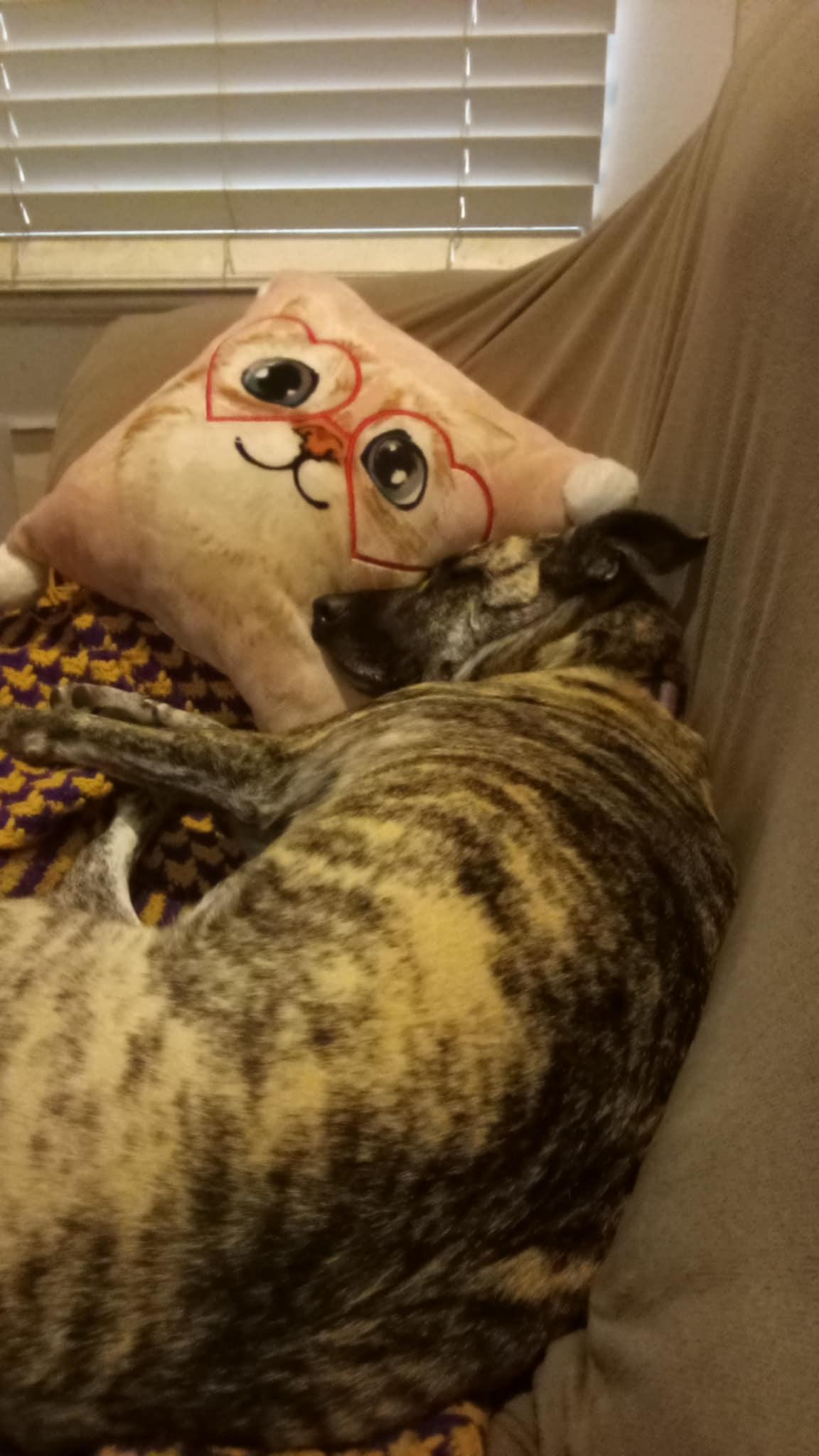 Enlarge Zetta, a Adopted Dutch Shepherd in Saucier, MS image 2/2