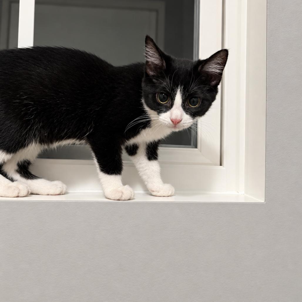 Enlarge Hermione, a Adoptable Domestic Short Hair in Pasadena , MD image 2/2