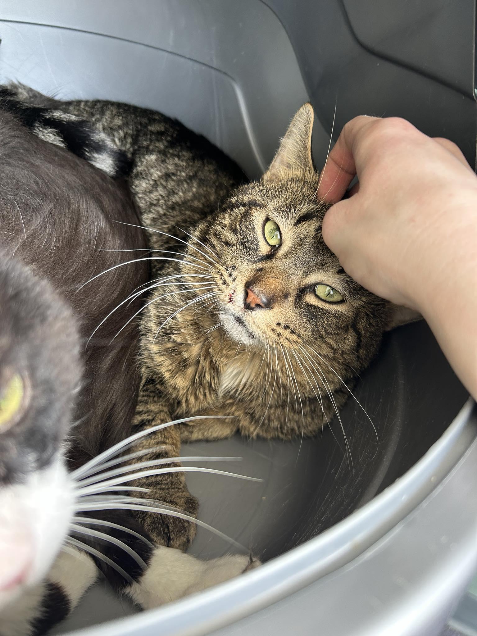 Casey, Adult Male Domestic Short Hair