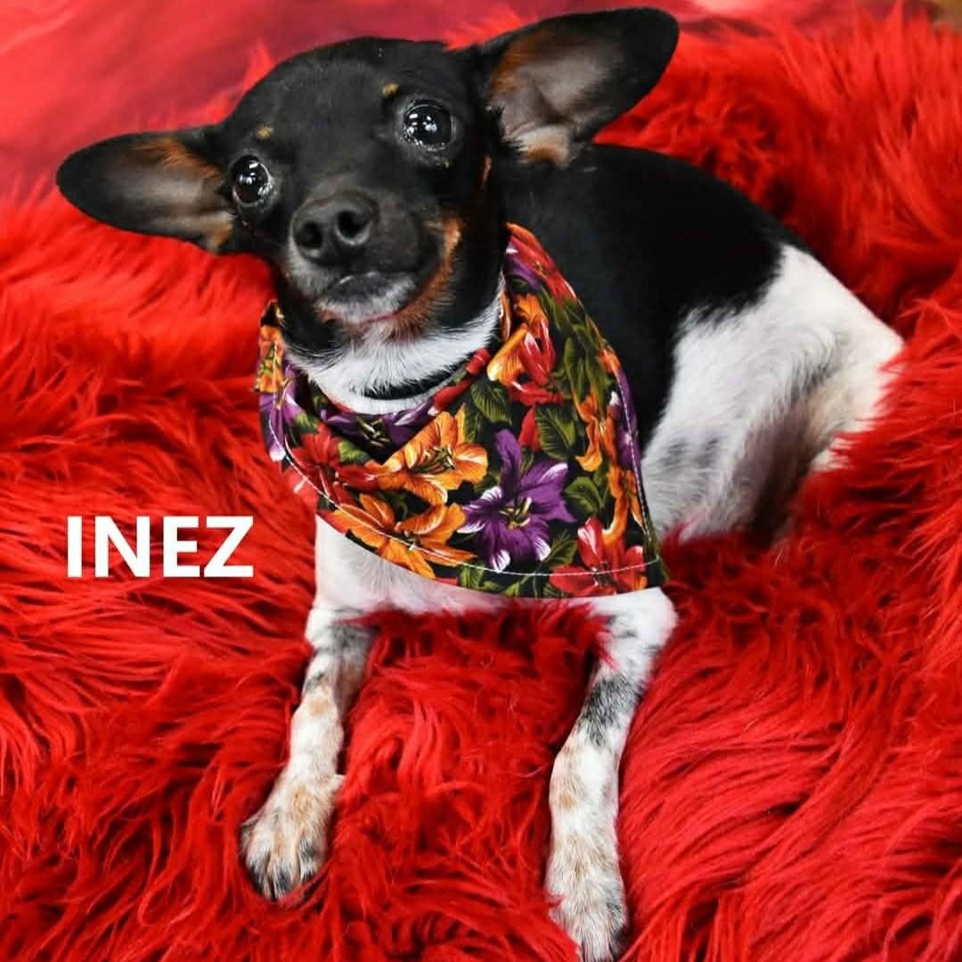 Inez , adopted, Young Female Chihuahua.