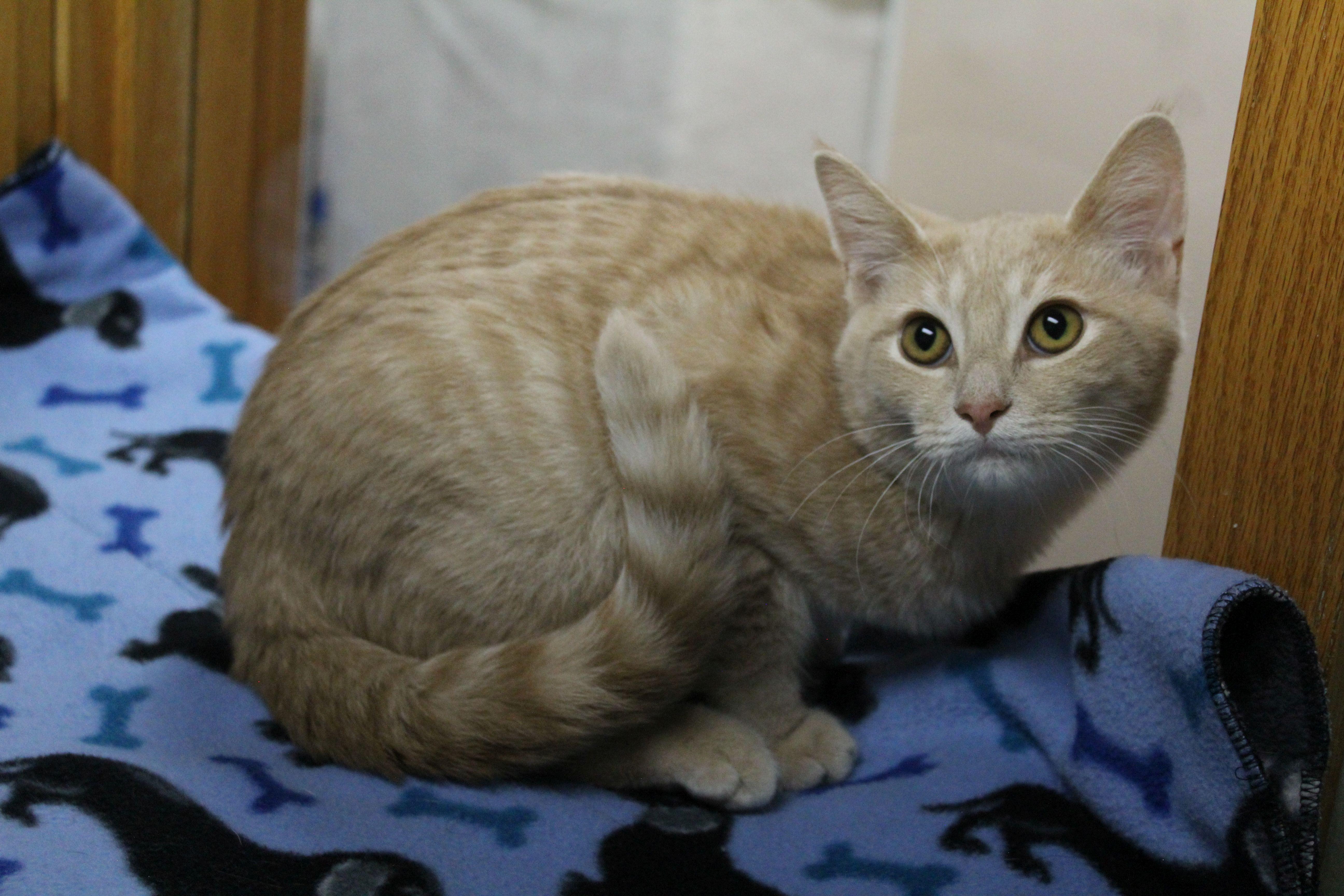Enlarge Rolf, a Adoptable Domestic Short Hair in Portage, WI image 3/3