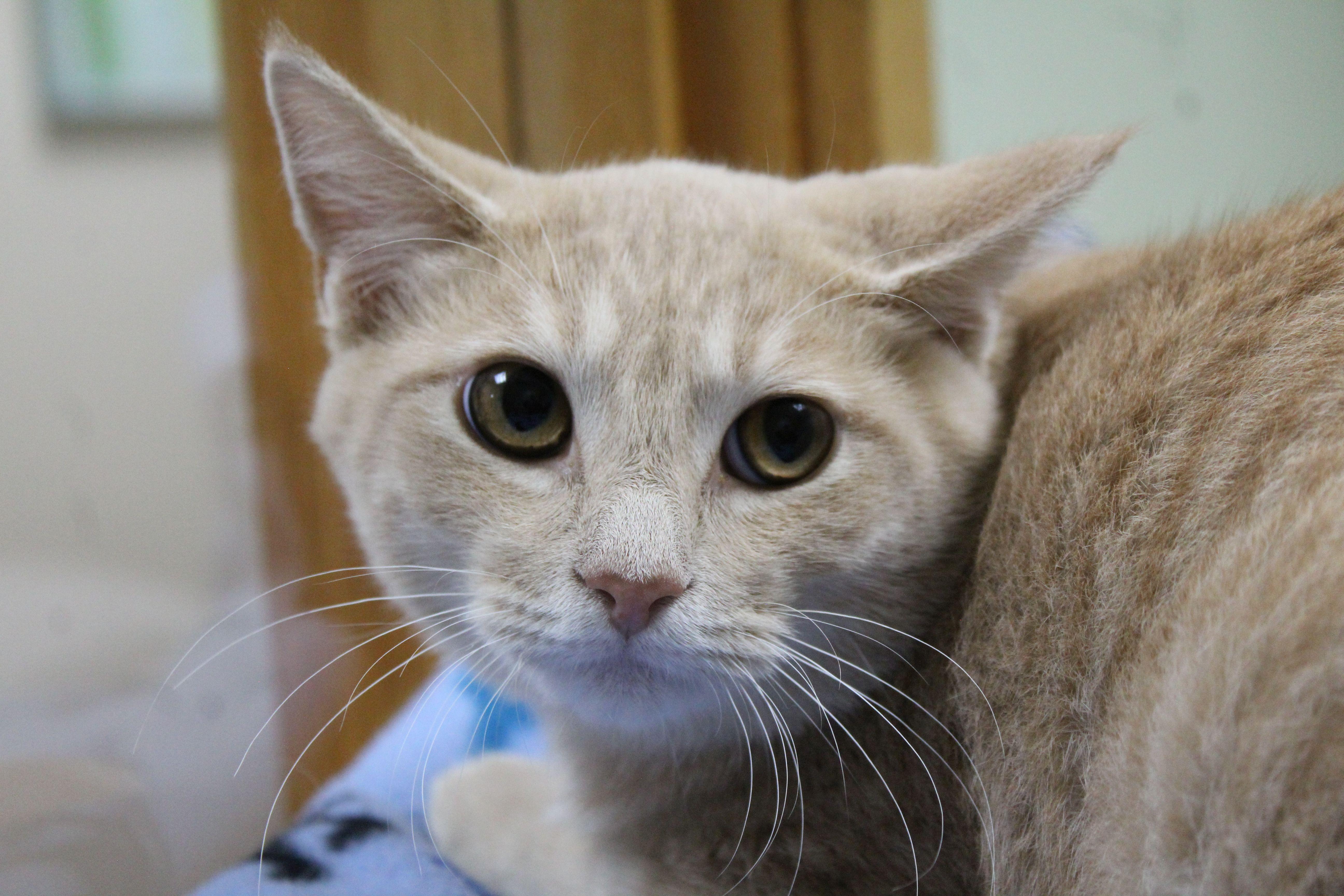 Enlarge Rolf, a Adoptable Domestic Short Hair in Portage, WI image 2/3