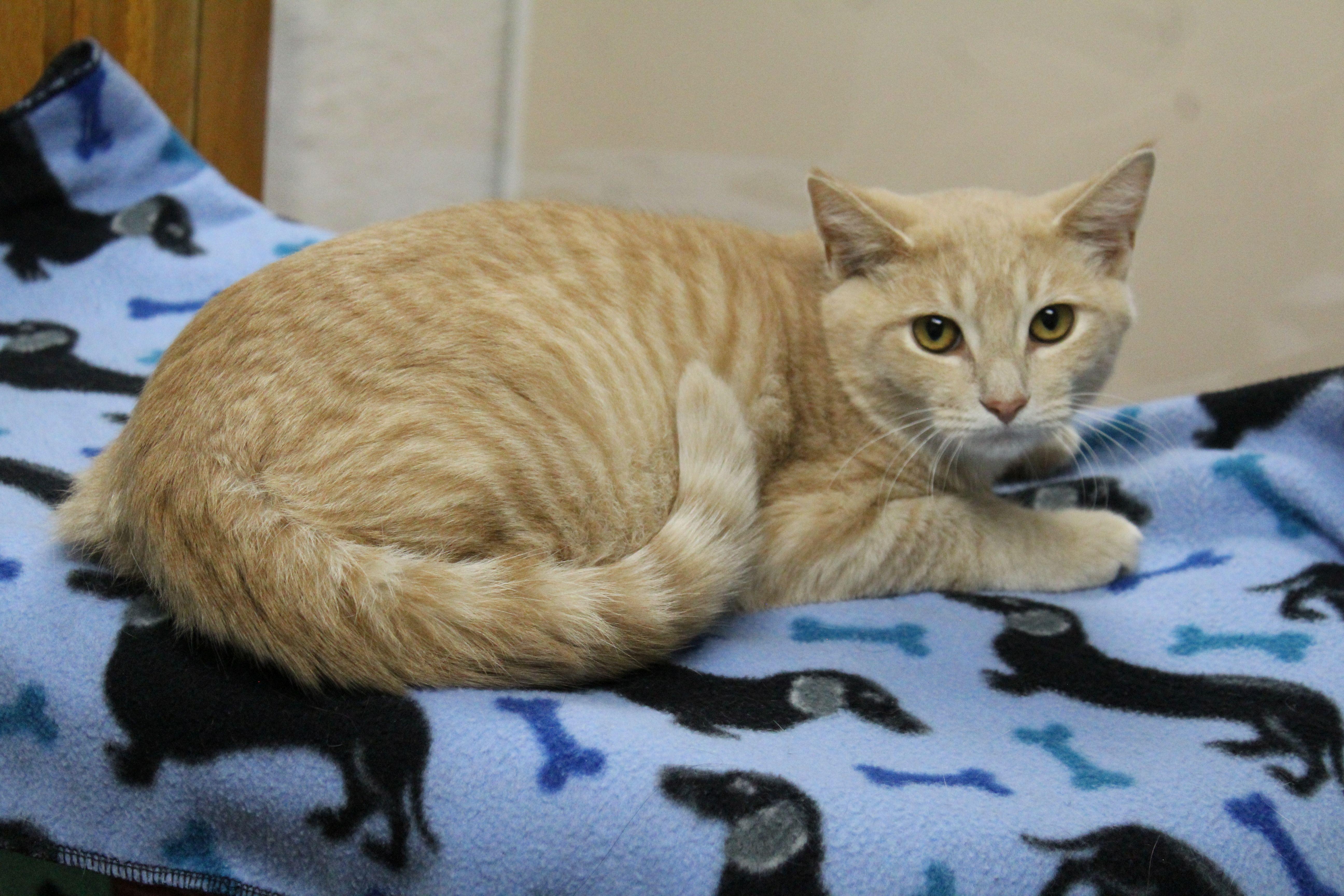 Rolf, Adoptable, Kitten Male Domestic Short Hair.
