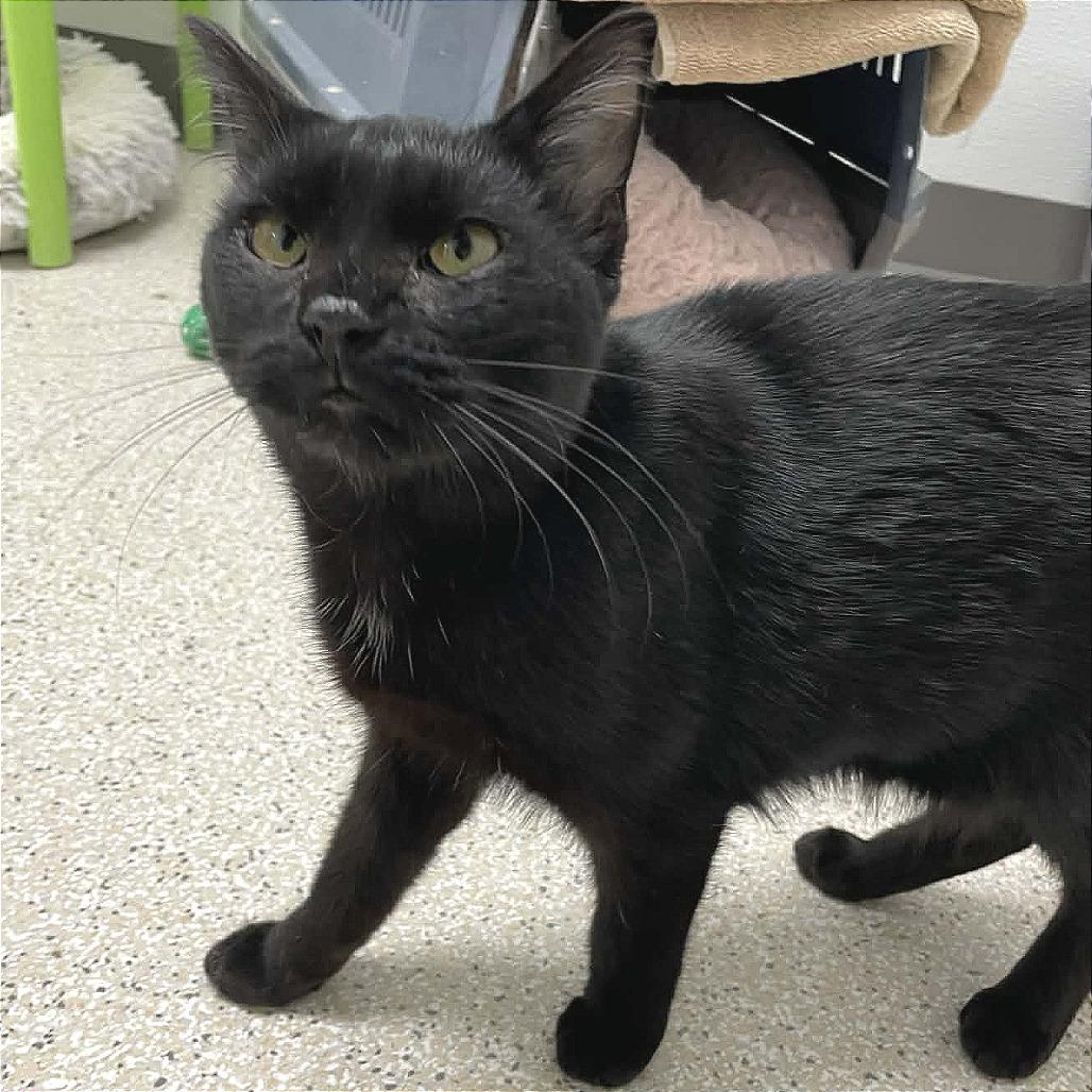 Beauty, Adoptable, Young Female Domestic Short Hair.