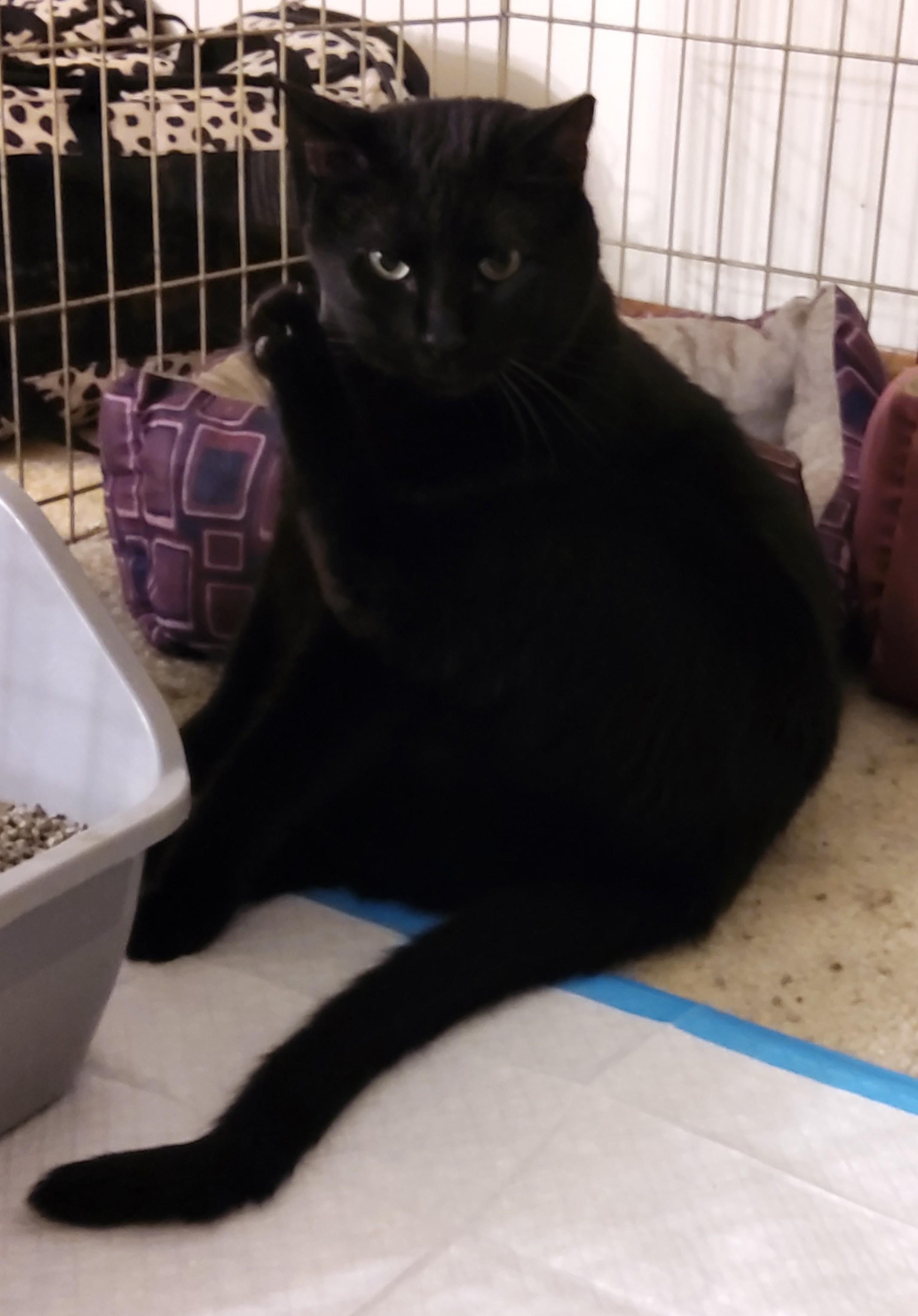 Jett, Adoptable, Adult Male Domestic Short Hair.