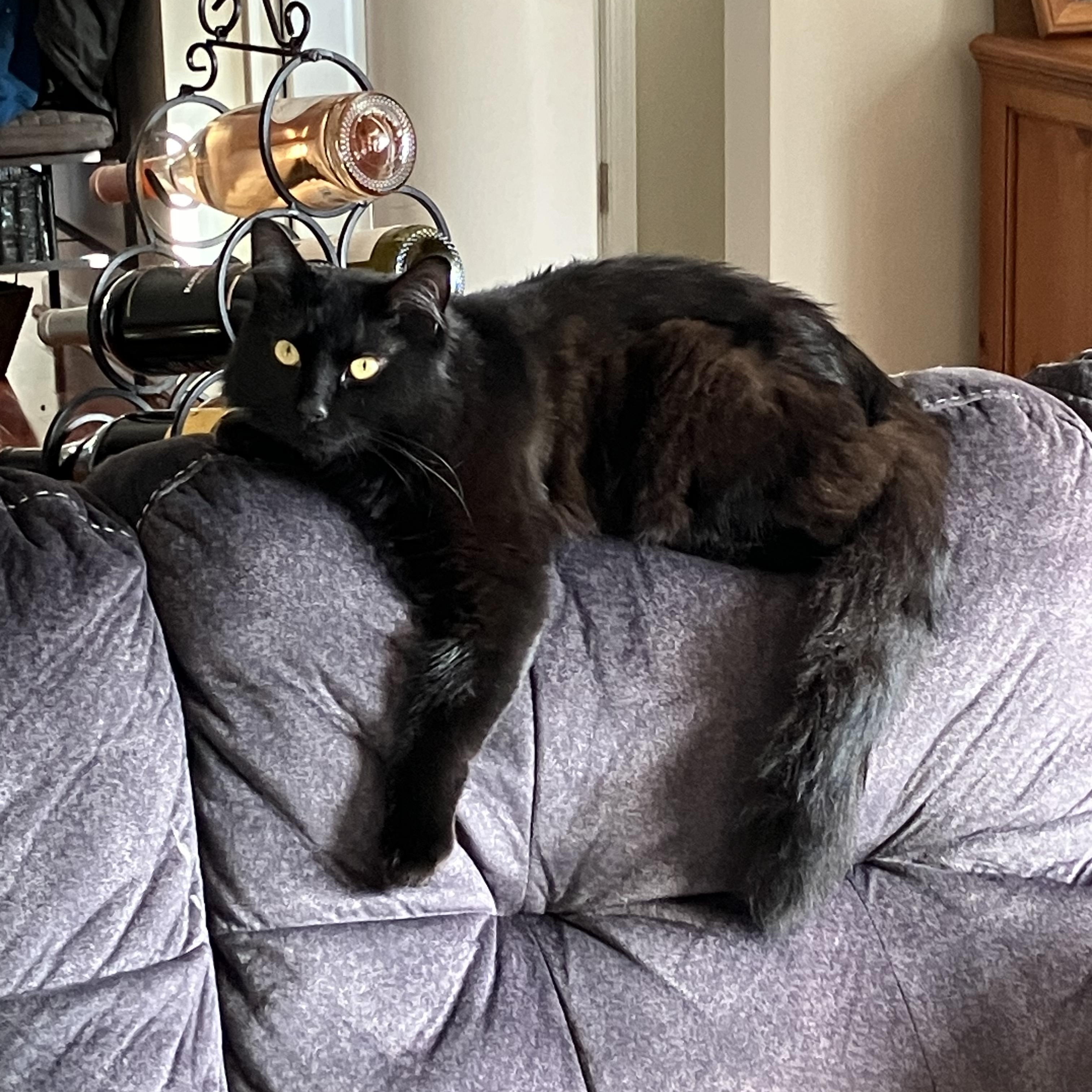 Midnight-Snuggly, ADOPTABLE, Adult Male Domestic Medium Hair & Maine Coon.