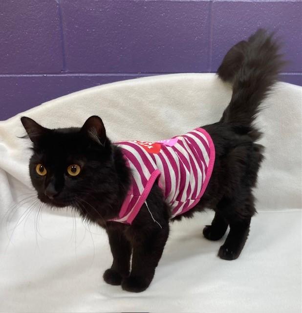 Enlarge Midnight, a ADOPTABLE Domestic Medium Hair in Arlington, VA image 1/3