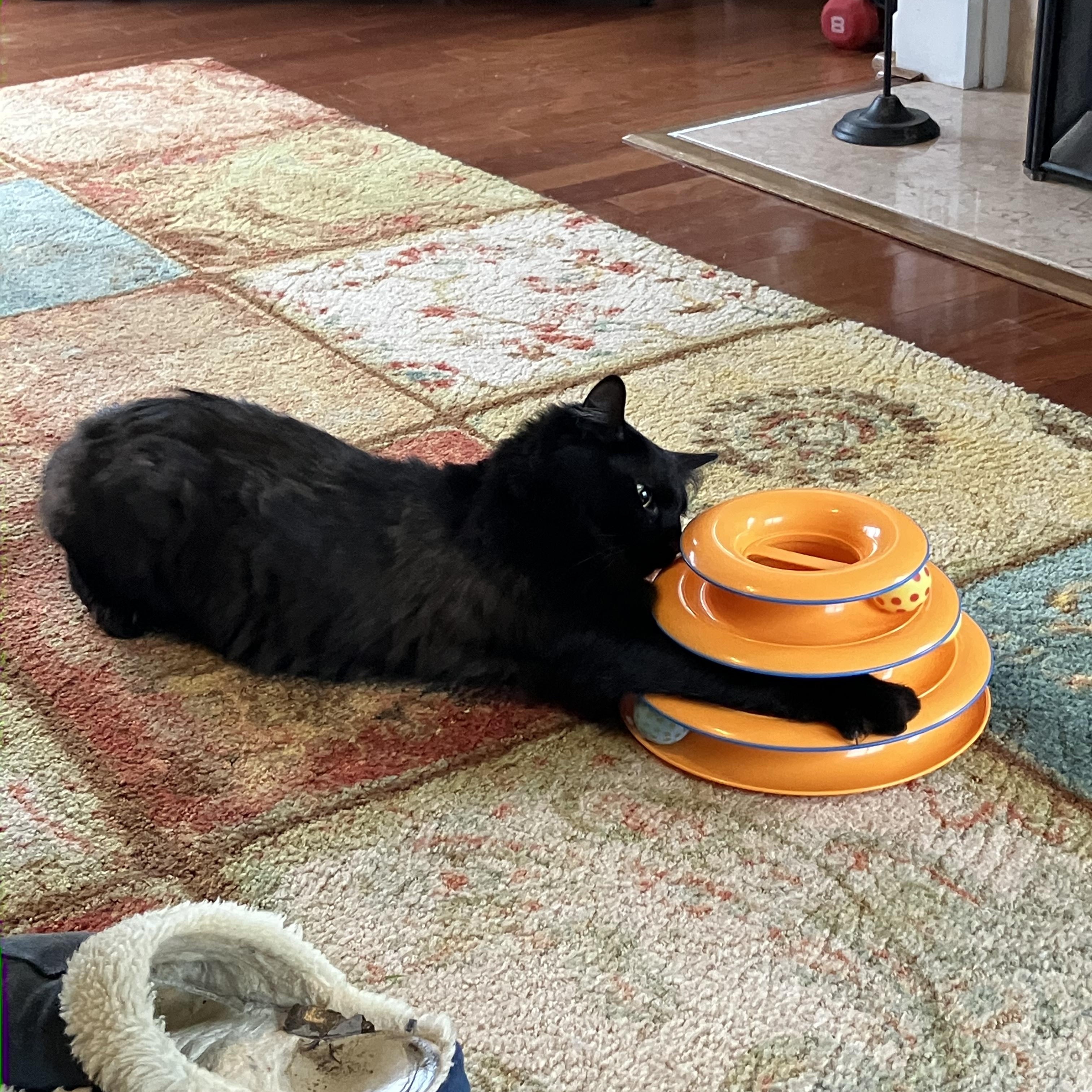 Enlarge Midnight-Snuggly, a ADOPTABLE mixed breed in Arlington, VA image 4/6