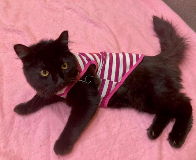 Enlarge Midnight, a ADOPTABLE Domestic Medium Hair in Arlington, VA image 3/3