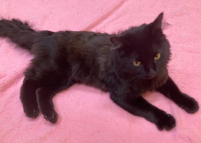 Enlarge Midnight, a ADOPTABLE Domestic Medium Hair in Arlington, VA image 2/3