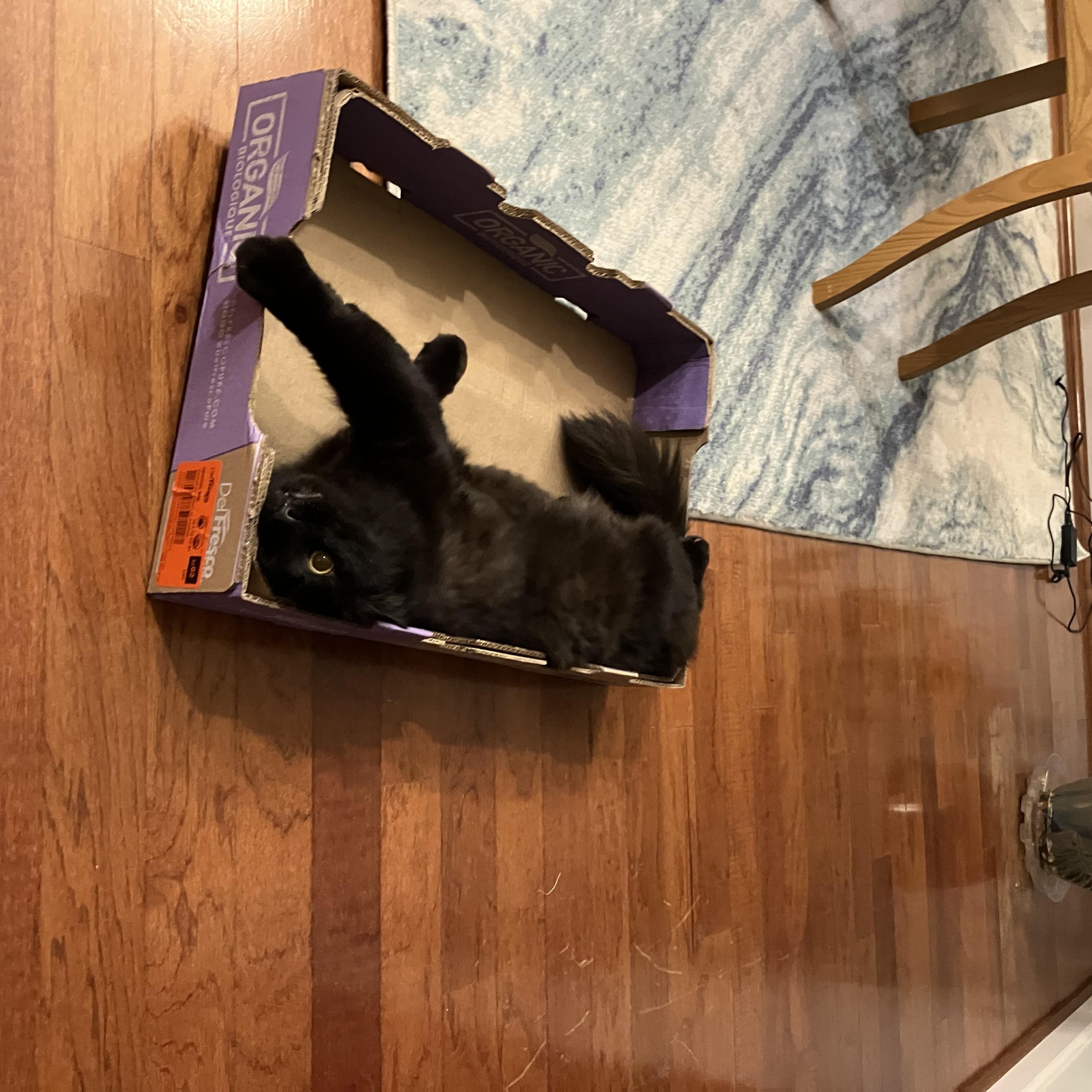 Enlarge Midnight-Snuggly, a ADOPTABLE mixed breed in Arlington, VA image 3/6