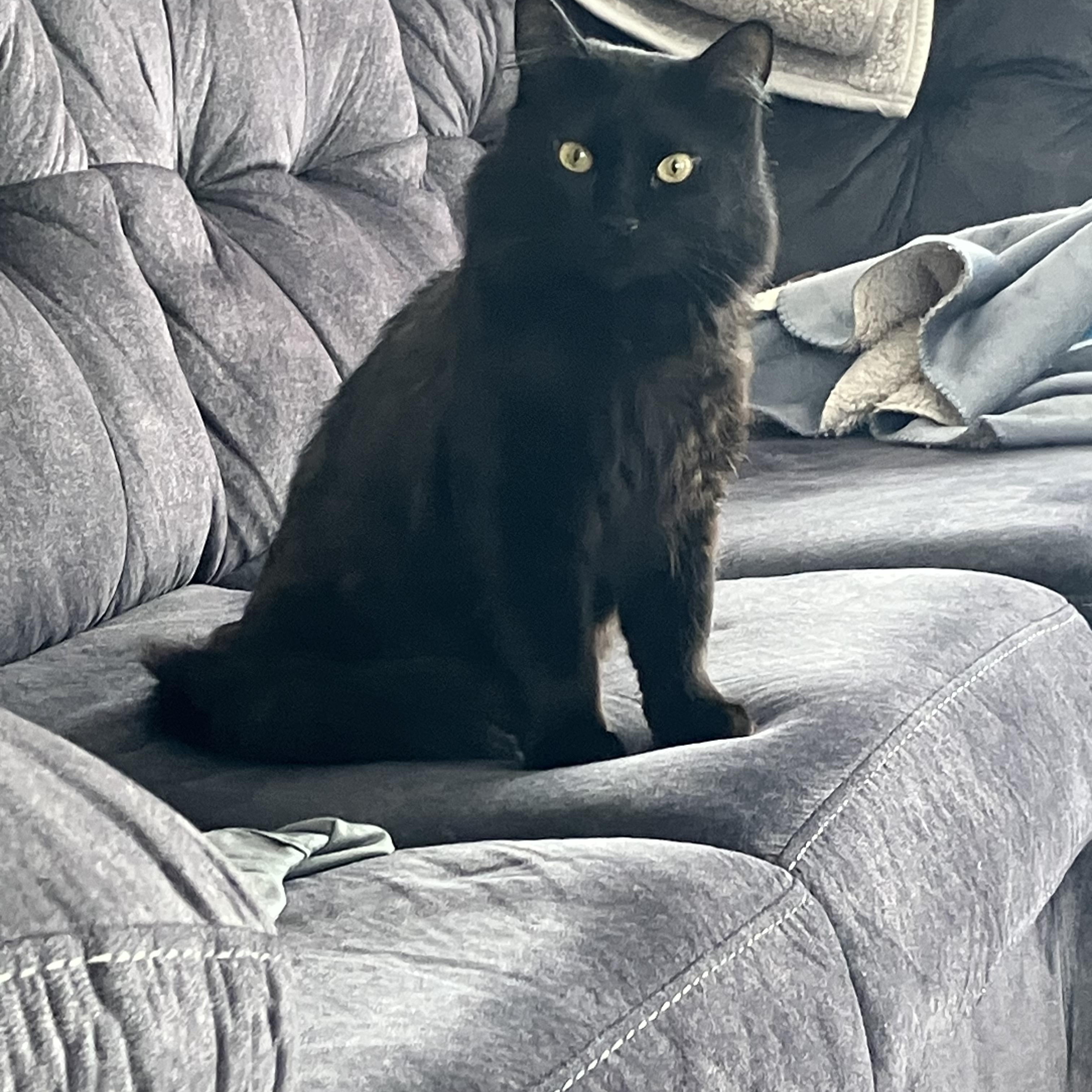 Enlarge Midnight-Snuggly, a ADOPTABLE mixed breed in Arlington, VA image 2/6