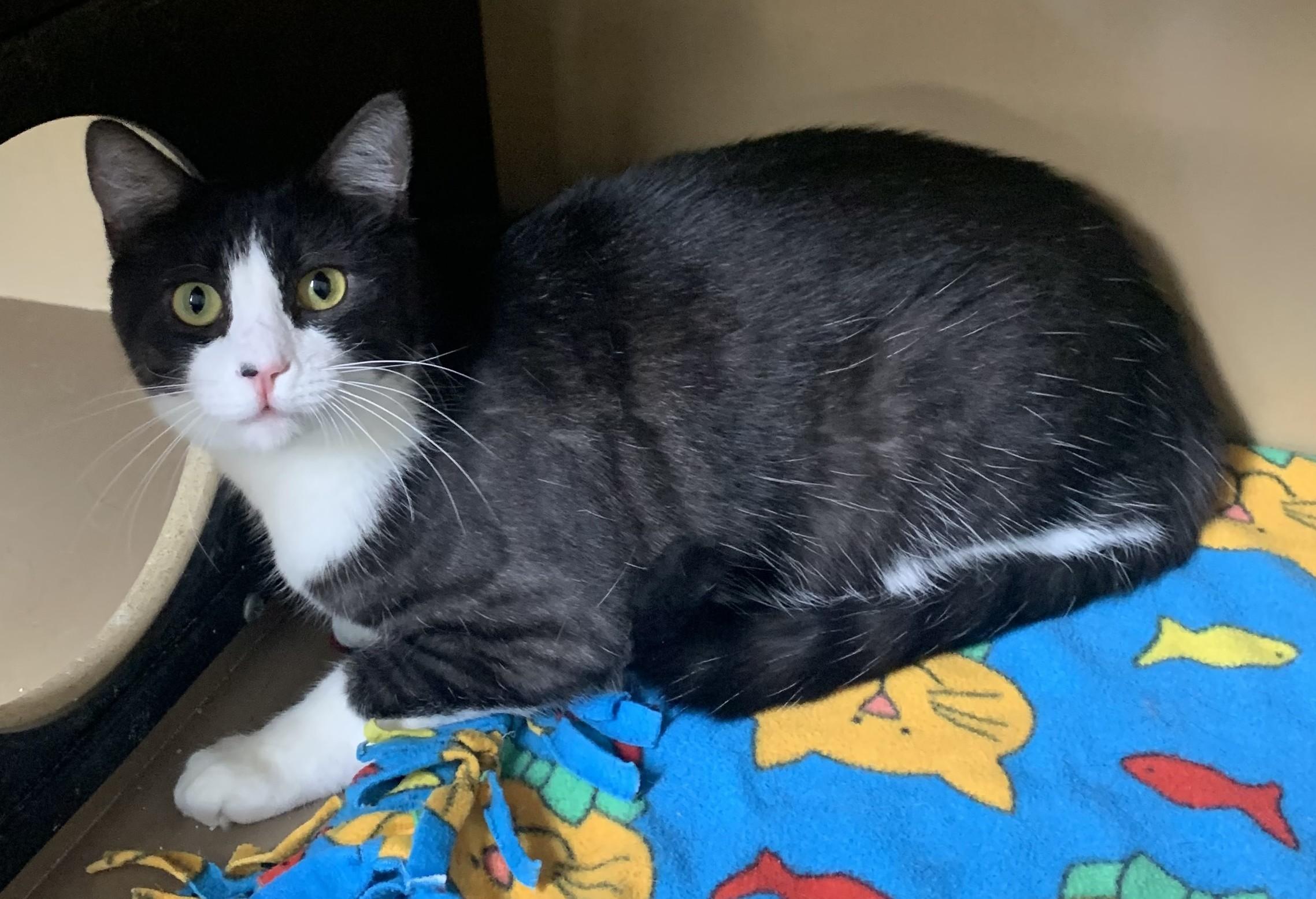Enlarge Harley & Hunter, a Adoptable Domestic Short Hair in Bisbee, AZ image 2/2