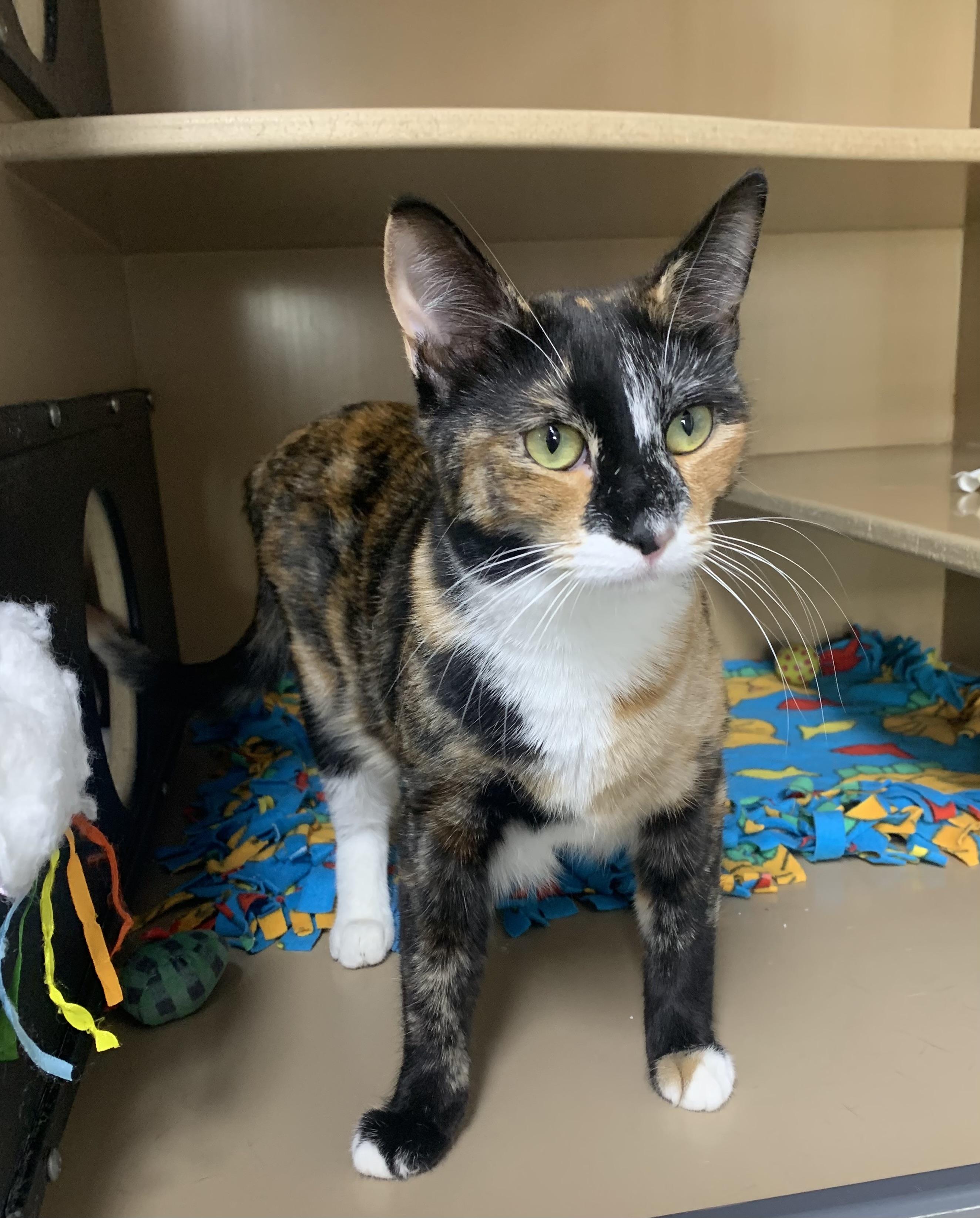Enlarge Harley & Hunter, a Adoptable Domestic Short Hair in Bisbee, AZ image 1/2